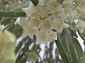 Hoya linearis, coltivazione fiori