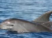 estate mare natura? All’Eolie tartarughe delfini