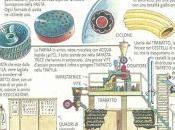 Come nasce maccherone?