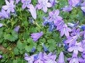 Campanula