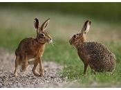 leprotti furbacchioni