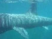 Mediterraneo: esemplare gigante squalo elefante pescato Spagna