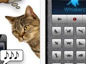 Finalmente puoi sentirlo dire: gatto vuoi?!"