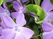 Pervinca