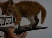 primo poter “testare” Sony Togari (Xperia dolce gattino!