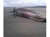 Balena spiaggiata Ocean Shores: uccisa collisione nave?