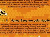 Cosa sapete dire proposito delle api? [Infografica]