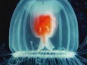 medusa immortale: immune malattie infermità senile, eternamente giovane sana