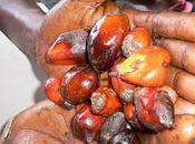 Abidjan (Costa d'Avorio) /Produttori d'olio palma fanno rete