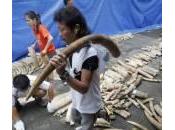 Filippine brucia cinque tonnellate zanne elefante