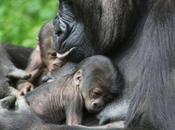 Evento rarissimo:una mamma gorilla partorisce gemelli.