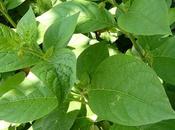 Belladonna, pianta velenosa: proprietà, effetti controindicazioni