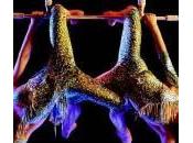 Cirque Soleil, acrobata Sarah Guyard-Guillot precipita muore (video)