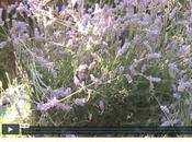 Come essiccare lavanda [video]