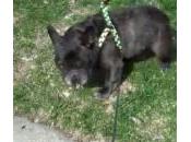 Gibson, cane puzzette (Video)