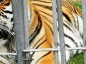 Mauro Lageard sbranato dalle tigri parco Martinat Pinerolo