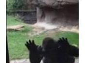 Gorilla spaventa bambini allo Dallas (Video)