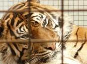 Uomo sbranato tigri torinese