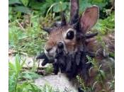 ‘Frankenstein’, coniglio corna (Video)