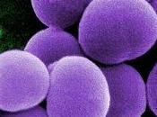 Allevamenti intensivi: trovati batteri resistenti farmaci