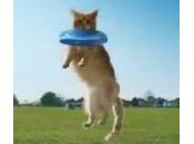 Gatti siano simili cani: spot (Video)