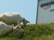 Giappone: Amazon Japan "assume" capre tenere giardino curato