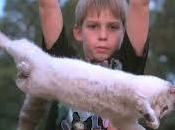 Fisica gatto cade: perchè atterra sempre sulle zampe?