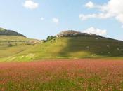 foto della settimana: Castelluccio fiorita Monti Sibillini