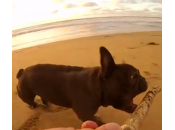 french bulldog afferra bastone: telecamera montata legno