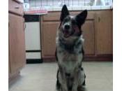 Jumpy, cane acrobazie (Video)