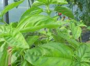 colori nella nostra serra Basilico, pomodori, zucchine e...