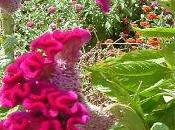Celosia