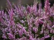 fiori bach heather