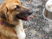 Almo Nature Delia food blogger