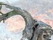 dubbio tarlo”, libro Roberto Baronchelli recensione Rebecca Mais