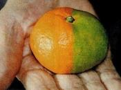 Scioccante, ecco immagini frutta verdura mutanti Fukushima Giappone foto]