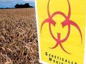 Coltivazione OGM: Monsanto rinuncia Europa