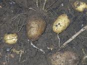 ecco patate...