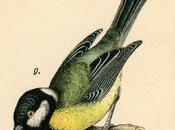 canto degli uccelli