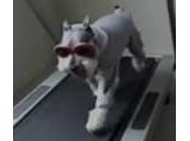 Cane completino corre tapis roulant (Video)