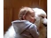 Coco, cane prende cura bambini (Video)