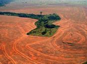 deforestazione minaccia ecosistemi