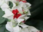 Clerodendrum Thomsoniae