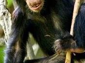 femmine scimpanzè giocano bambole