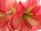 Amaryllis Natale