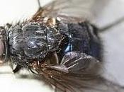 Hitler mosche, realta’ supera l’immaginazione