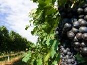 spazzatura “agricola” seguita passo