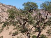 Conoscete realmente l’olio d’Argan