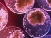 cellule staminali cordone ombelicale