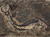 mosaici della splendida Kaulonia